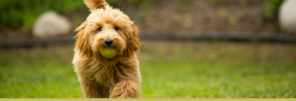 Trotting dog carrying tennis ball